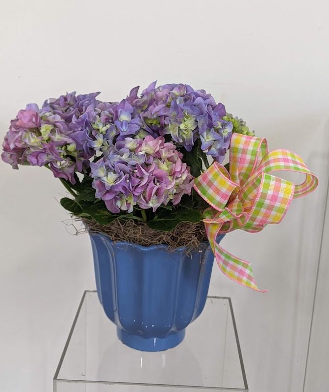 hydrangea Plant in a blue/white container